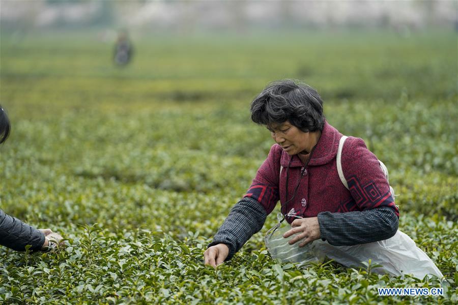 CHINA-CHONGQING-SPRING TEA (CN)