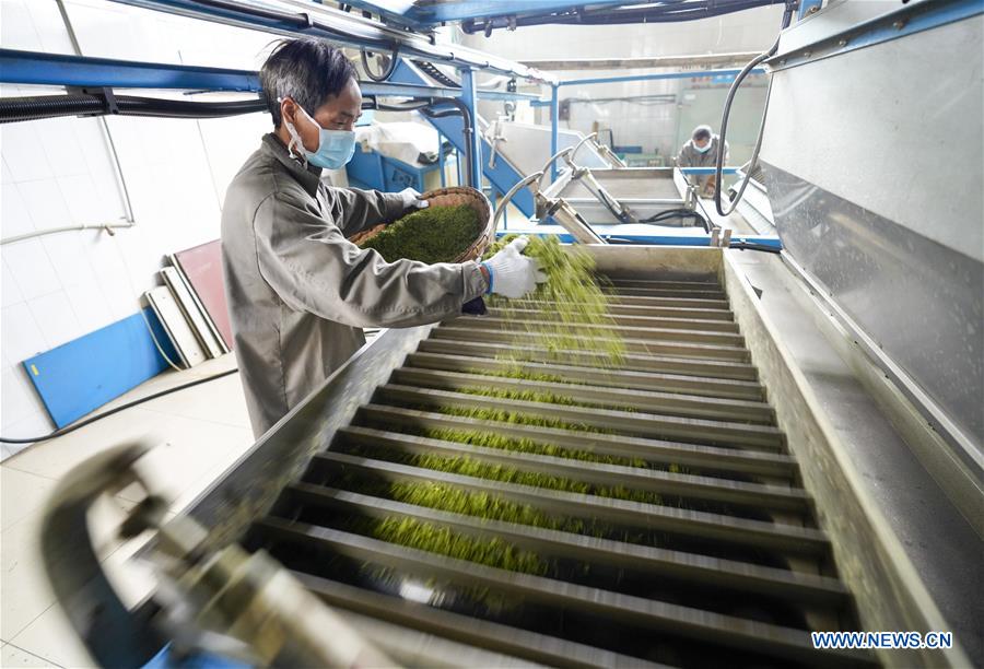 CHINA-CHONGQING-SPRING TEA (CN)