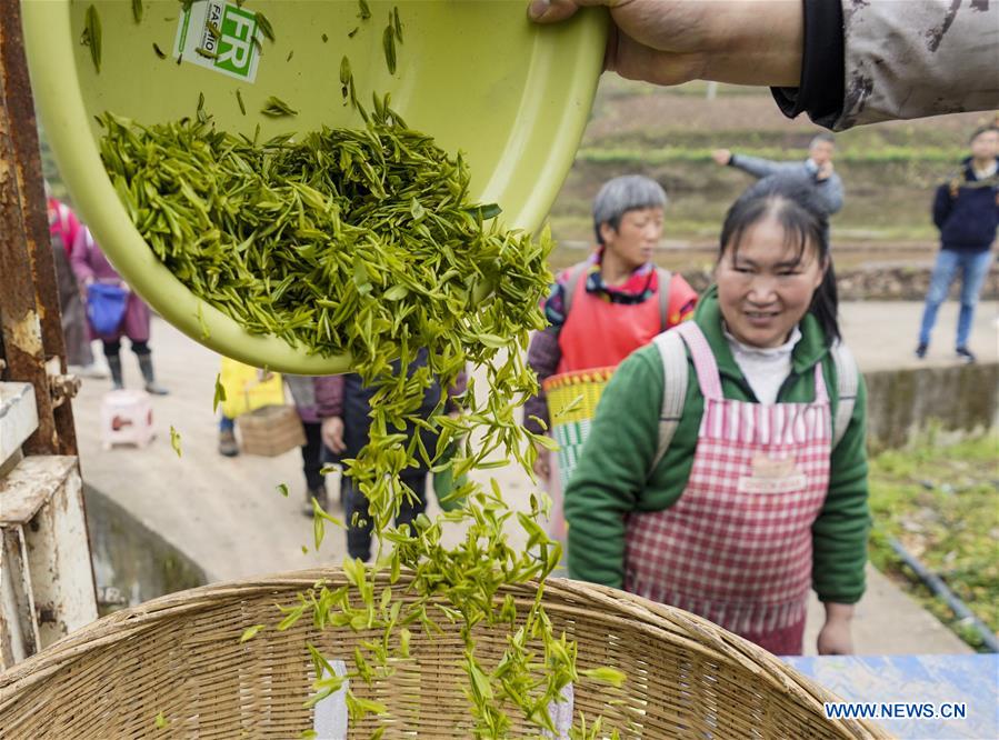 CHINA-CHONGQING-SPRING TEA (CN)