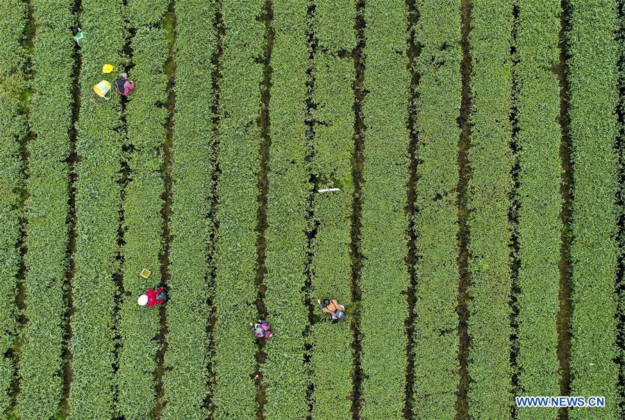 CHINA-CHONGQING-SPRING TEA (CN)