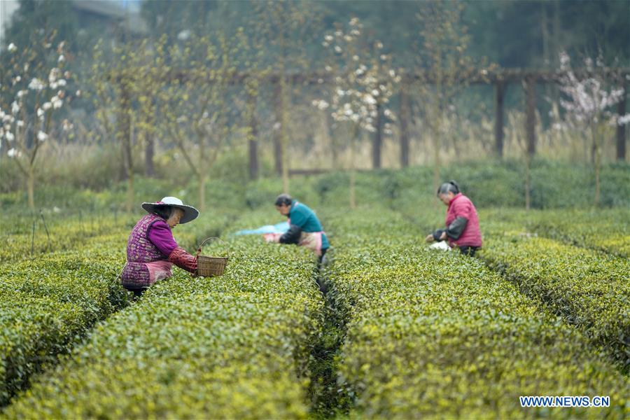 CHINA-CHONGQING-SPRING TEA (CN)