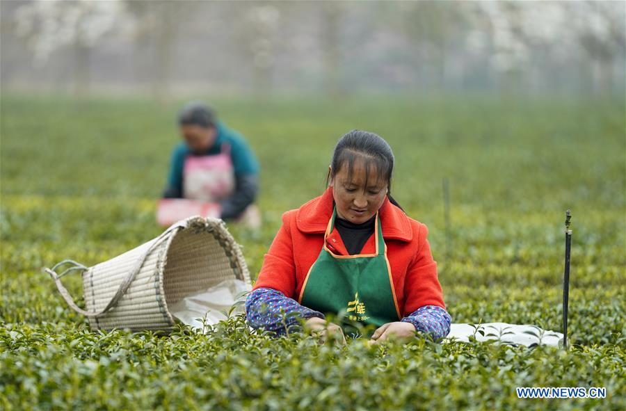 CHINA-CHONGQING-SPRING TEA (CN)