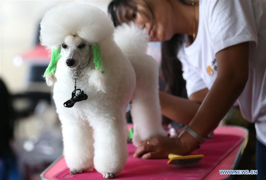 MYANMAR-YANGON-DOG SHOW
