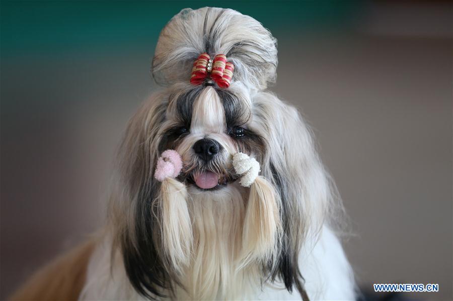 MYANMAR-YANGON-DOG SHOW
