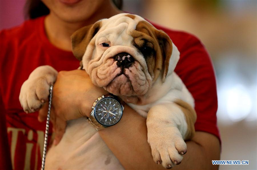 MYANMAR-YANGON-DOG SHOW