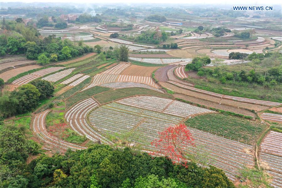 CHINA-GUANGXI-NANNING-SPRING SCENERY (CN)