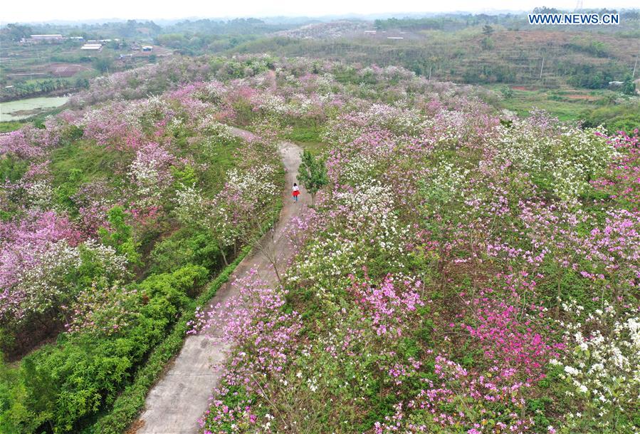 CHINA-GUANGXI-NANNING-SPRING SCENERY (CN)