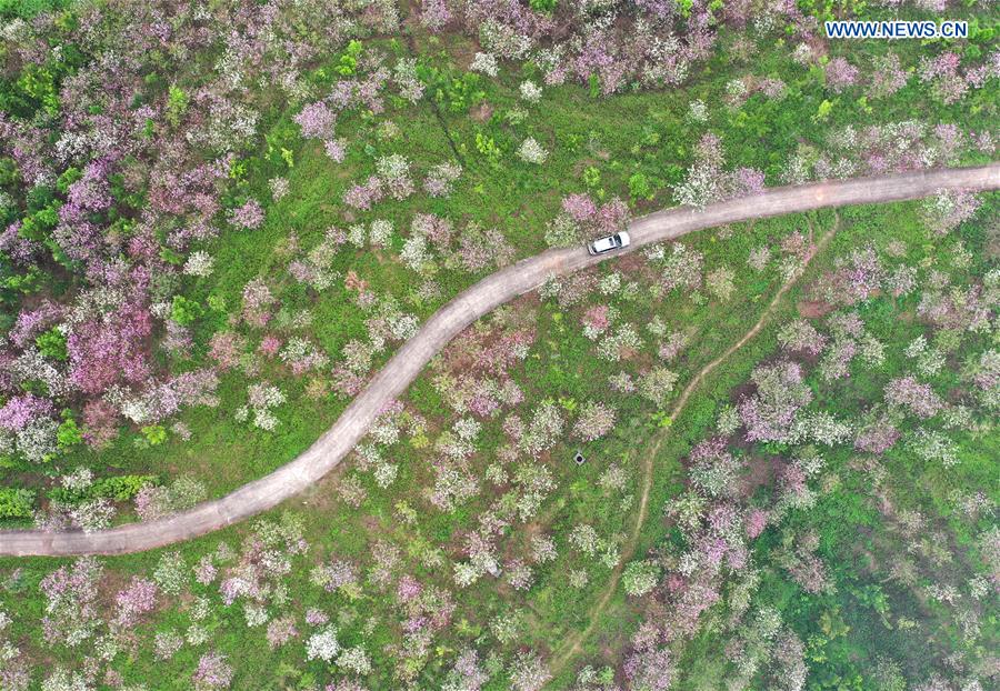 CHINA-GUANGXI-NANNING-SPRING SCENERY (CN)