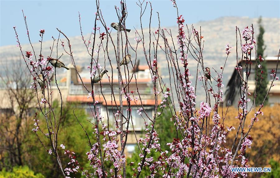 SYRIA-DAMASCUS-SPRING