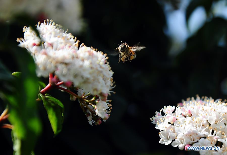 SYRIA-DAMASCUS-SPRING