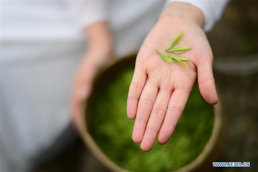 CHINA-GUIZHOU-SPRING TEA (CN)