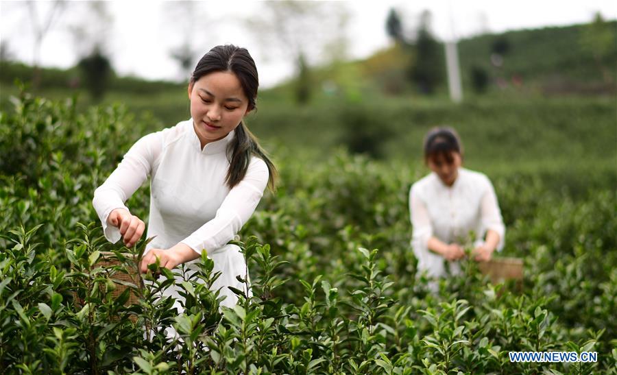CHINA-GUIZHOU-SPRING TEA (CN)