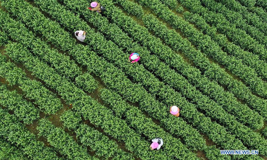 CHINA-GUIZHOU-SPRING TEA (CN)