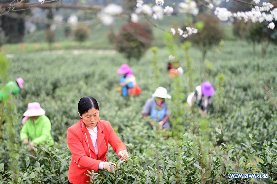CHINA-GUIZHOU-SPRING TEA (CN)