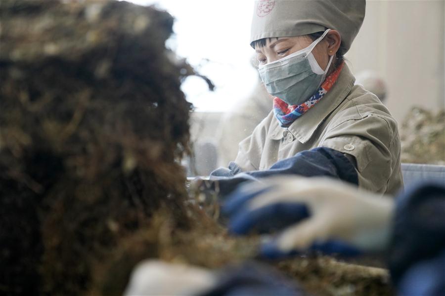 CHINA-HARBIN-COVID-19-TCM-PRODUCTION (CN)