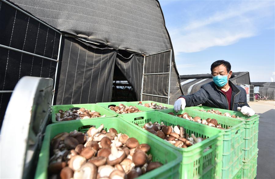 CHINA-HEBEI-POVERTY ALLEVIATION-AGRICULTURE-RESUMPTION (CN)