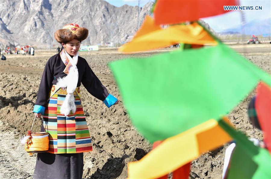 Spring Ploughing Ceremonies Take Place in Tibet to Pray for Year with Good Harvests
