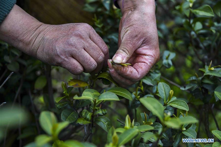 CHINA-HUBEI-XIAOGAN-SPRING TEA (CN)