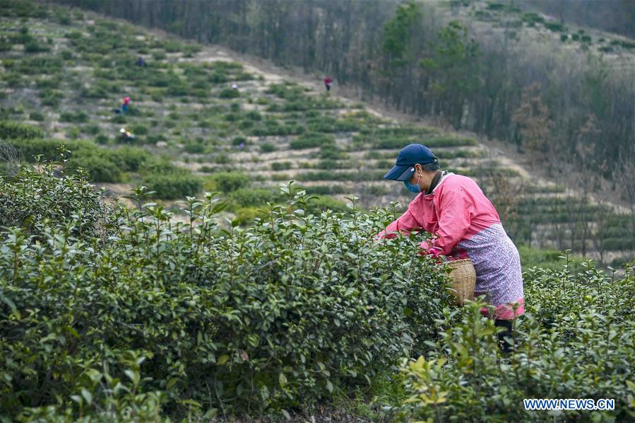CHINA-HUBEI-XIAOGAN-SPRING TEA (CN)