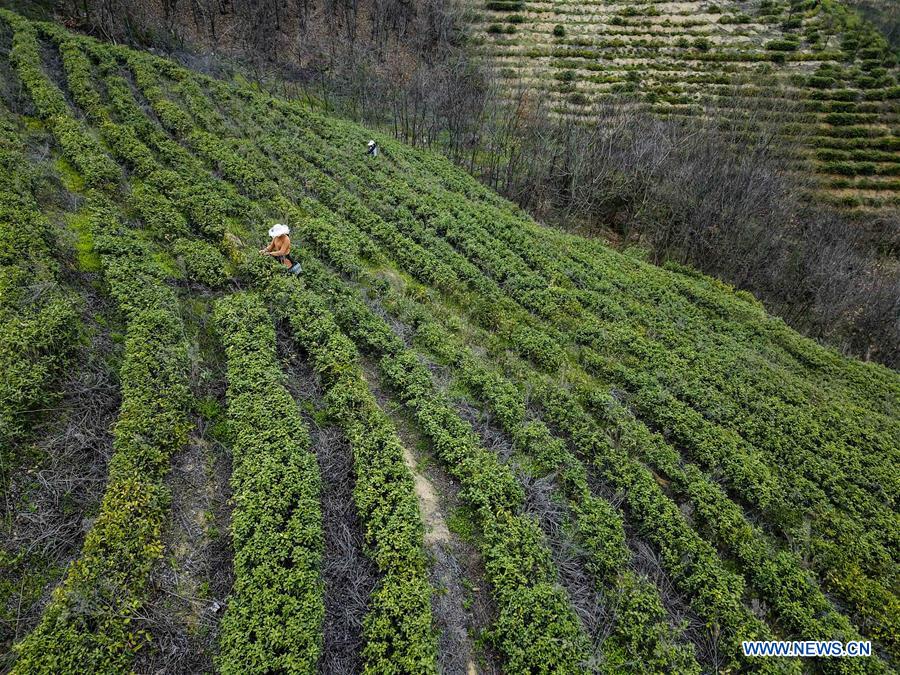 CHINA-HUBEI-XIAOGAN-SPRING TEA (CN)