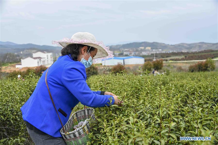 CHINA-HUBEI-XIAOGAN-SPRING TEA (CN)