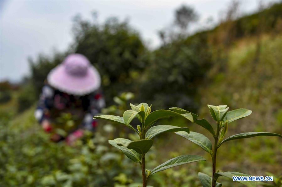 CHINA-HUBEI-XIAOGAN-SPRING TEA (CN)