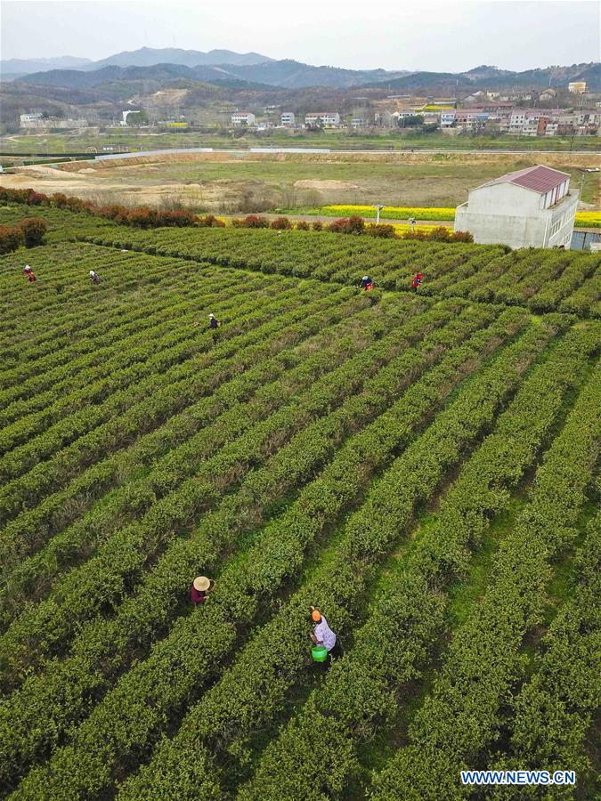 CHINA-HUBEI-XIAOGAN-SPRING TEA (CN)