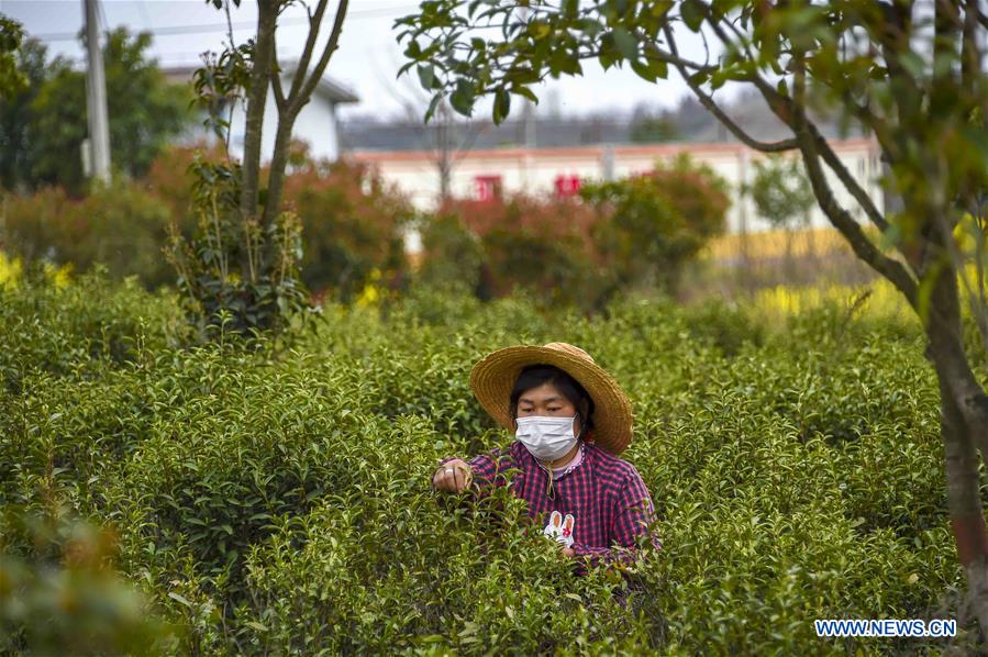 CHINA-HUBEI-XIAOGAN-SPRING TEA (CN)