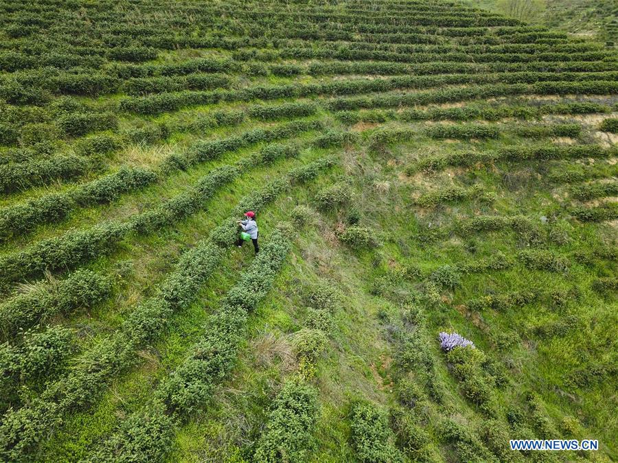 CHINA-HUBEI-XIAOGAN-SPRING TEA (CN)