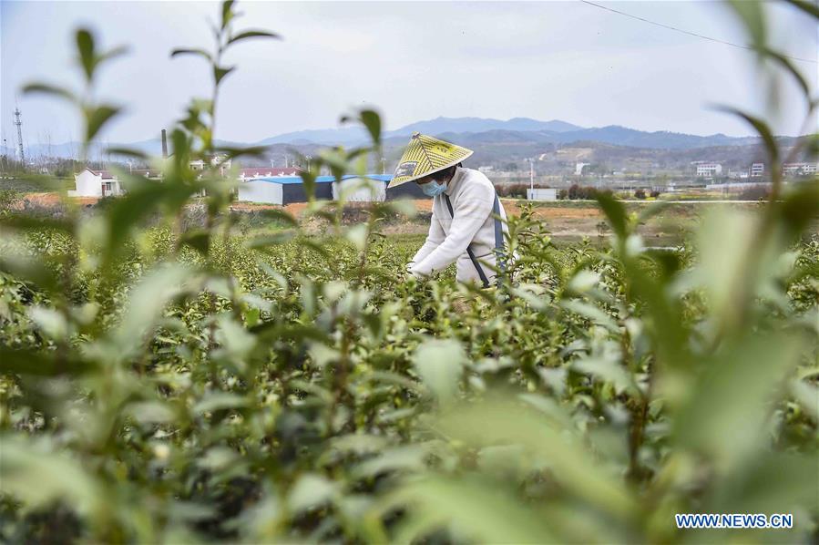 CHINA-HUBEI-XIAOGAN-SPRING TEA (CN)