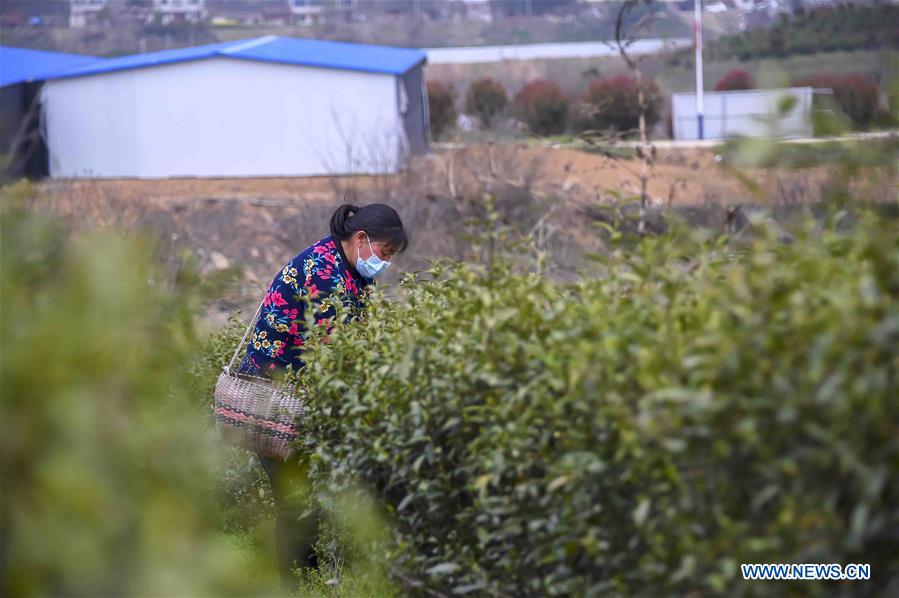 CHINA-HUBEI-XIAOGAN-SPRING TEA (CN)