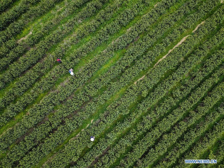 CHINA-HUBEI-XIAOGAN-SPRING TEA (CN)