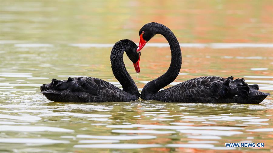 udskille Skygge skrivestil In pics: black swans in Niugangshan Park of Fuzhou - Xinhua |  English.news.cn