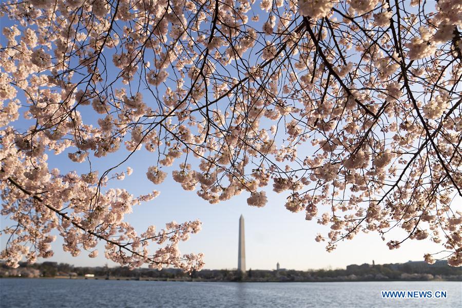 U.S.-WASHINGTON D.C.-CHERRY BLOSSOM