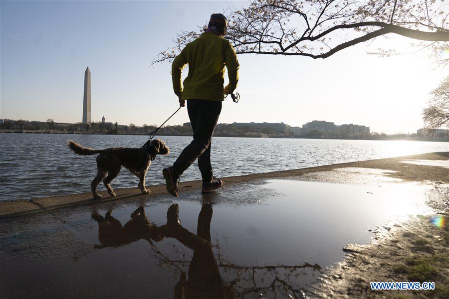 U.S.-WASHINGTON D.C.-CHERRY BLOSSOM