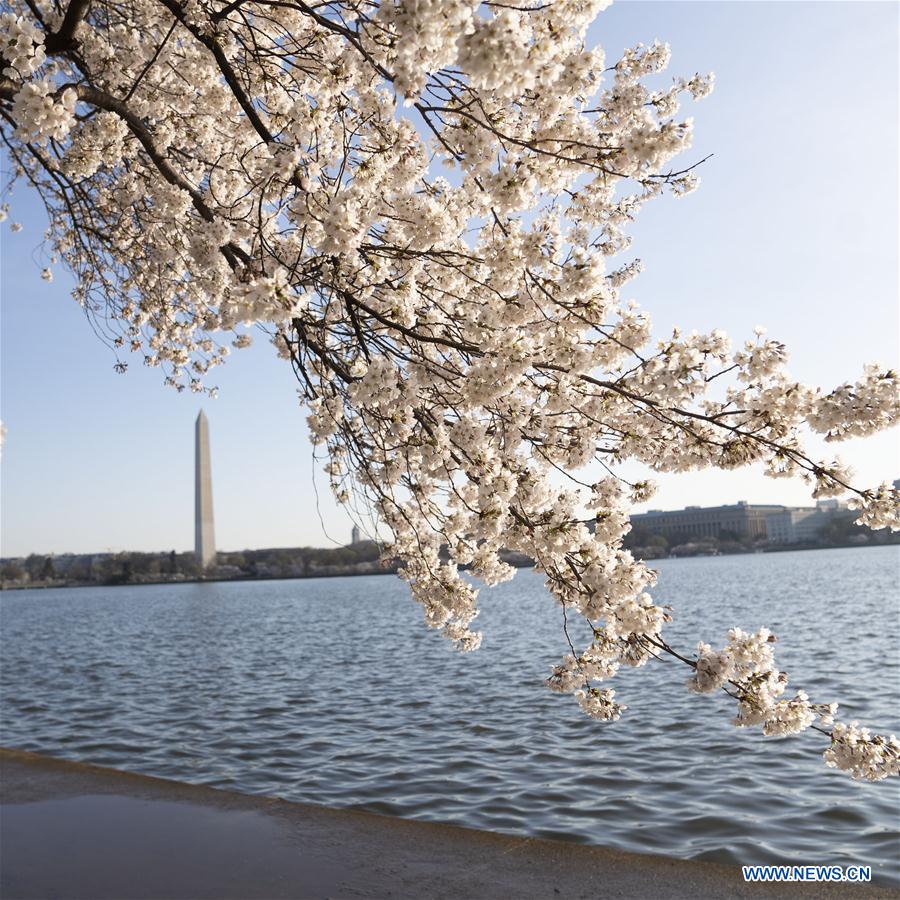 U.S.-WASHINGTON D.C.-CHERRY BLOSSOM