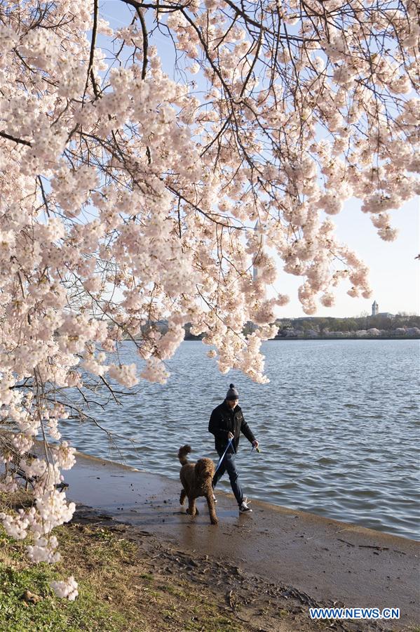 U.S.-WASHINGTON D.C.-CHERRY BLOSSOM