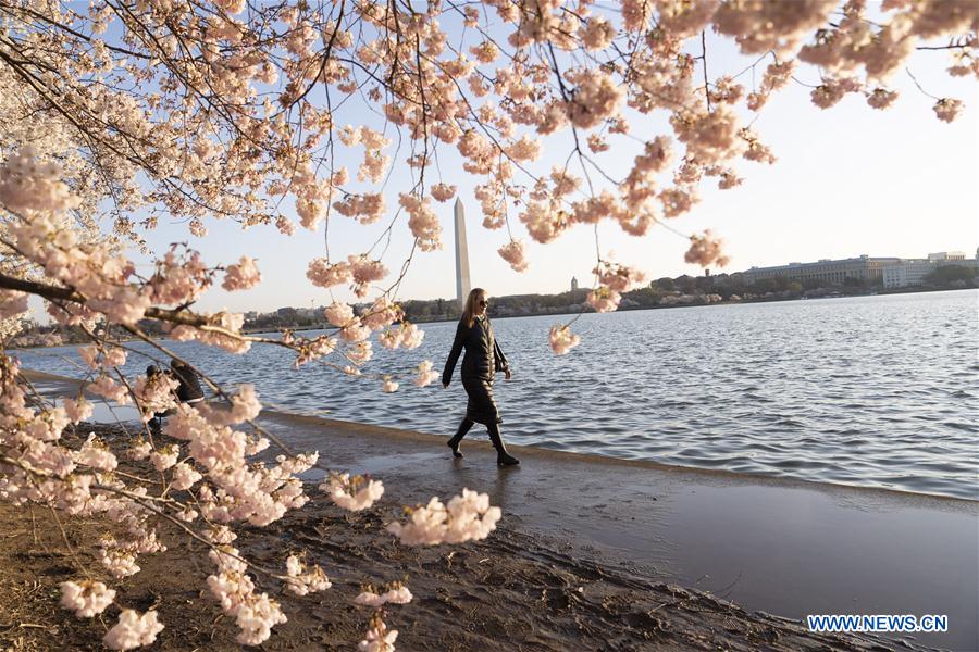 U.S.-WASHINGTON D.C.-CHERRY BLOSSOM