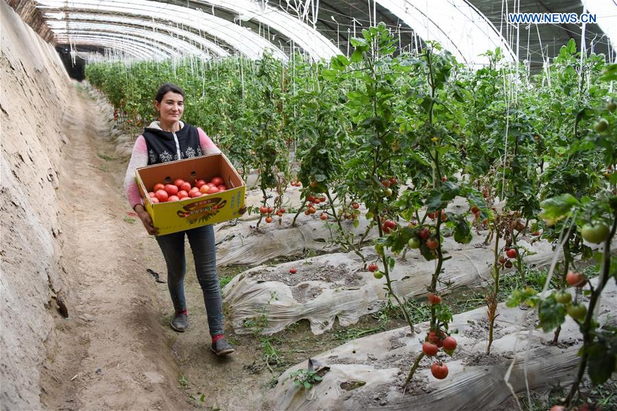 CHINA-XINJIANG-GREENHOUSE-FARMING (CN)