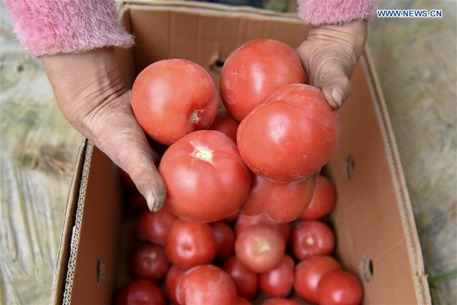 CHINA-XINJIANG-GREENHOUSE-FARMING (CN)
