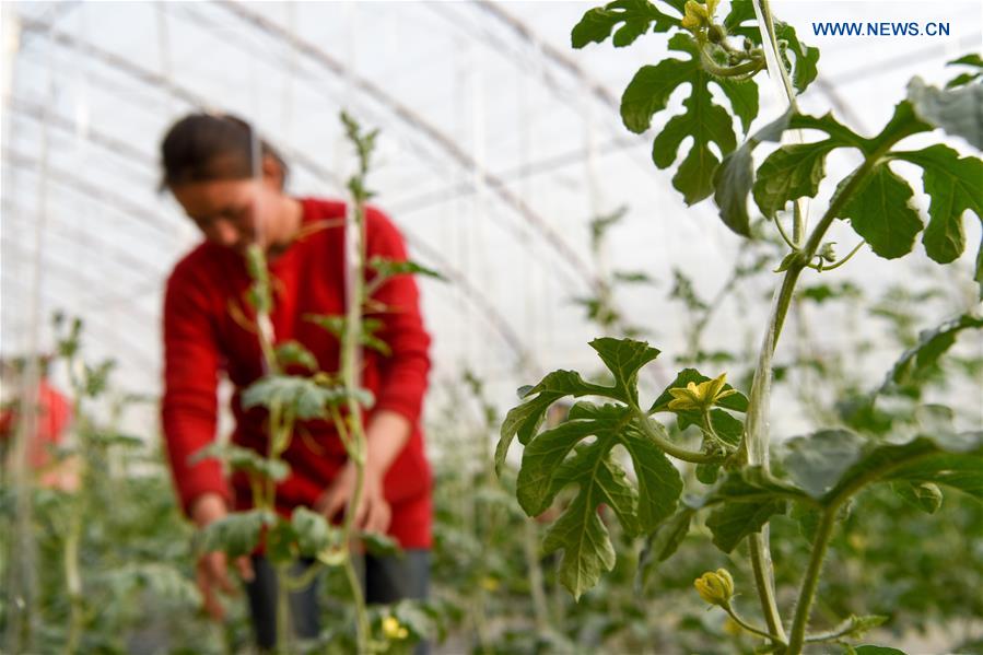CHINA-XINJIANG-GREENHOUSE-FARMING (CN)