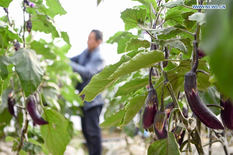 CHINA-XINJIANG-GREENHOUSE-FARMING (CN)