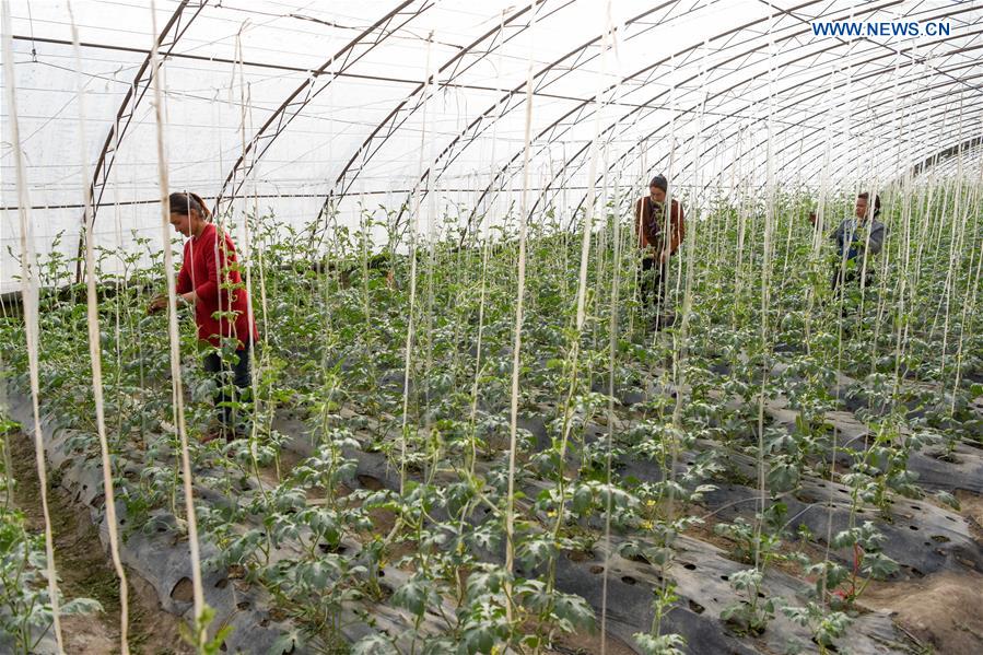 CHINA-XINJIANG-GREENHOUSE-FARMING (CN)