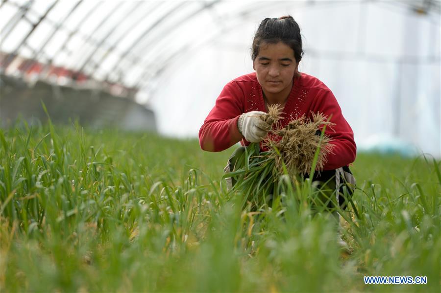 CHINA-XINJIANG-KASHGAR-POVERTY ALLEVIATION (CN)