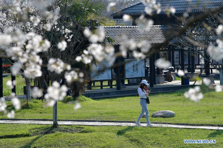 CHINA-JIANGXI-NANCHANG-CHERRY BLOSSOM (CN)