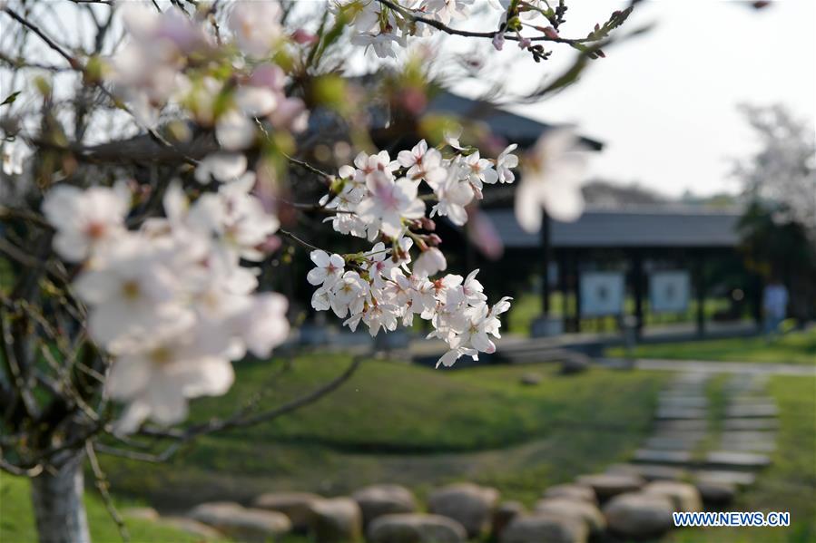 CHINA-JIANGXI-NANCHANG-CHERRY BLOSSOM (CN)