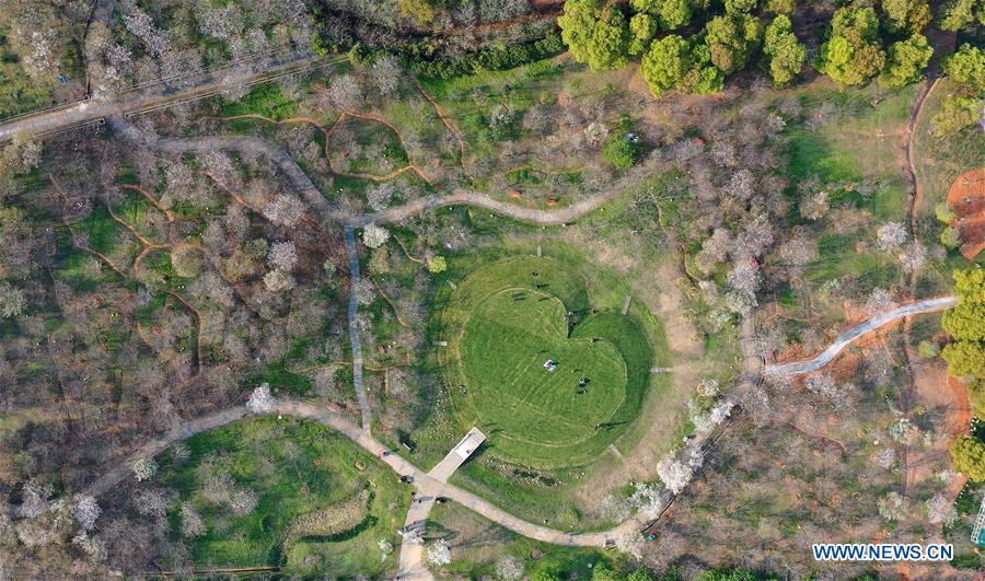 CHINA-JIANGXI-NANCHANG-CHERRY BLOSSOM (CN)