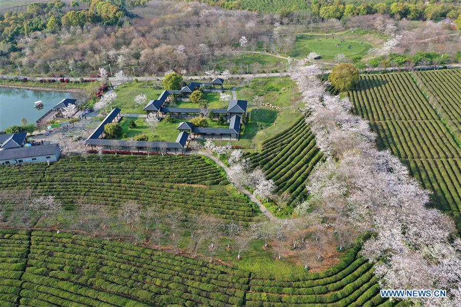 CHINA-JIANGXI-NANCHANG-CHERRY BLOSSOM (CN)