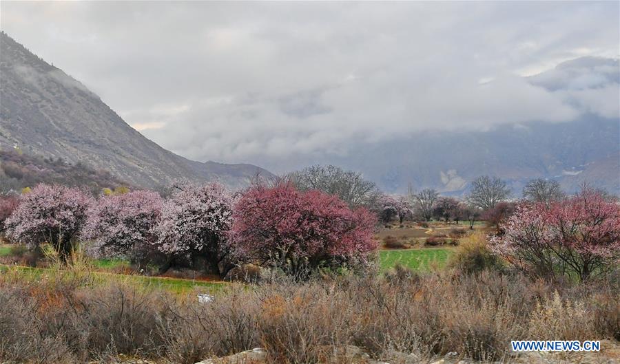 CHINA-TIBET-NYINGCHI-SCENERY (CN)