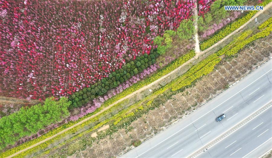 CHINA-HENAN-XINGYANG-SPRING-BLOSSOMS (CN)